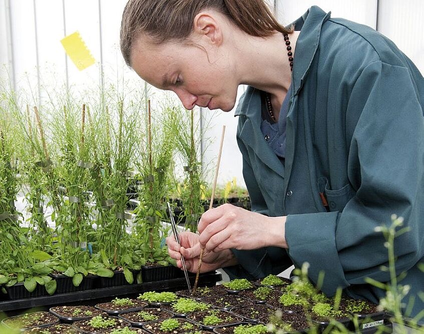 Student is examining plants.